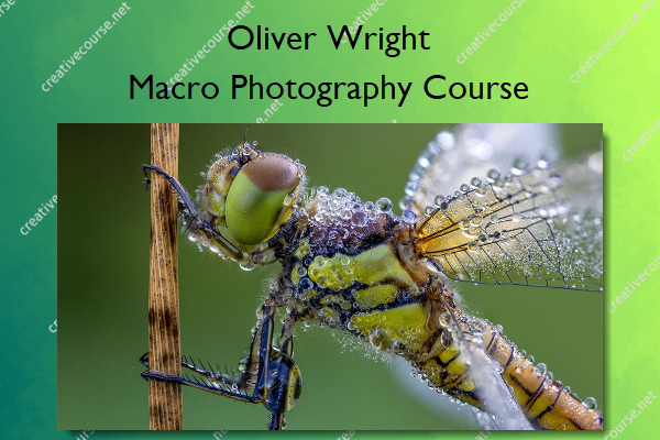 Macro Photography Course – The School of Photography – Oliver Wright