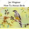 How To Attract Birds – Jan Wegener